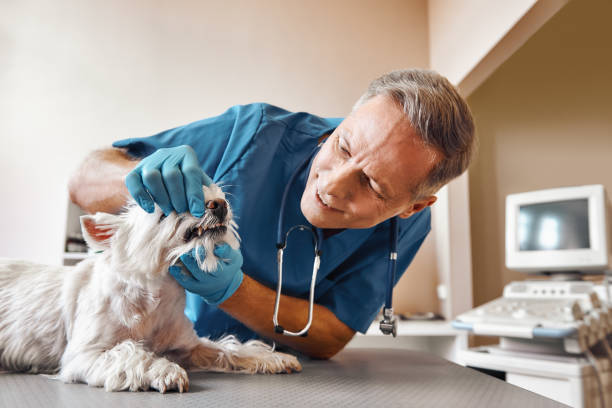 Best Dentist for Dental Trauma  in Chlicothe, IL